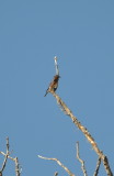 DSC_0257b.JPG