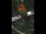 DSC_0818b1.JPG
