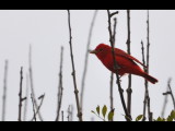 DSC_1151b.JPG