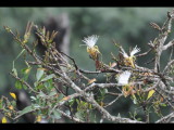 DSC_1310b.JPG