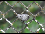 DSC_1547b.JPG