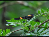 DSC_1681b.JPG