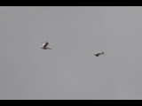 DSC_0189b.JPG