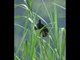 DSC_0234b.JPG