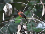 DSC_0243b.JPG