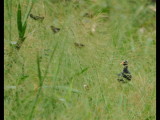 DSC_0374b.JPG
