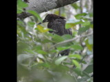 DSC_0433b.JPG