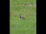 DSC_0711b.JPG
