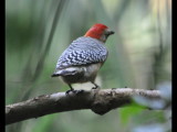 DSC_0956b.JPG