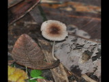 DSC_0032b.JPG
