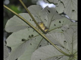 DSC_0046b.JPG