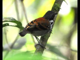 DSC_0331b.JPG