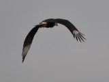 DSC_0009b.JPG
