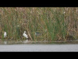 DSC_0026b.JPG