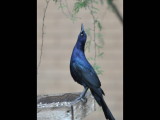 DSC_0250b.JPG