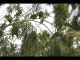 DSC_0307b.JPG