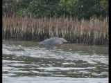 DSC_0537b.JPG