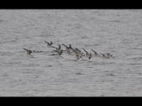 DSC_0689b.JPG
