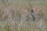 DSC_0815b.JPG