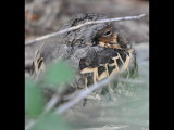 DSC_0040b.JPG