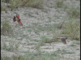 DSC_0726b.JPG