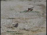 DSC_0736b.JPG