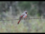 DSC_0767b.JPG