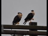DSC_0774b.JPG