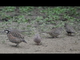DSC_0859b.JPG