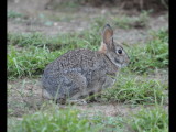 DSC_0959b.JPG