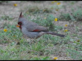 DSC_0962b.JPG