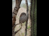 DSC_2216b.JPG