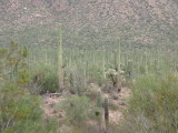 IMG_0693b.JPG
