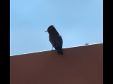 DSC_2705b.JPG