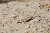 DSC_2724b.JPG