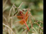 DSC_2756b.JPG