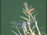 DSC_2758b.JPG