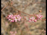 IMG_0569b.JPG