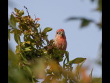 DSC_2883b.JPG