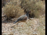 DSC_2970b.JPG