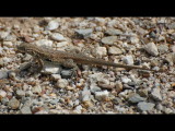 DSC_3119b.JPG