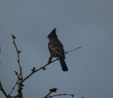 DSC_3178b.JPG
