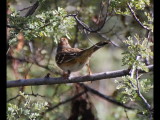 DSC_3211b.JPG