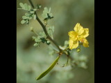 DSC_3221b.JPG