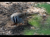 DSC_3247b.JPG