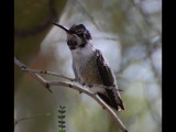 DSC_3264b.JPG