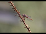 DSC_3316b.JPG