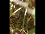 DSC_3352b.JPG