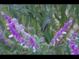 DSC_3369b.JPG