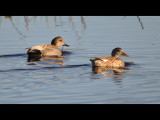 DSC_0290b.JPG